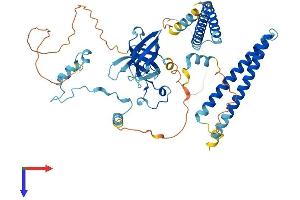 ZGPAT Protein (AA 1-531) (His tag)