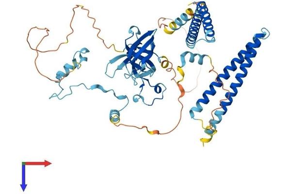 ZGPAT Protein (AA 1-531) (His tag)