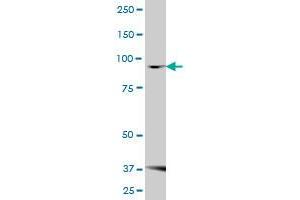FBXO30 MaxPab polyclonal antibody. (FBXO30 Antikörper  (AA 1-745))