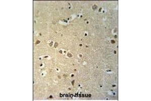 KCTD21 Antibody (C-term) (ABIN651600 and ABIN2840317) immunohistochemistry analysis in formalin fixed and paraffin embedded human brain tissue followed by peroxidase conjugation of the secondary antibody and DAB staining. (KCTD21 Antikörper  (C-Term))