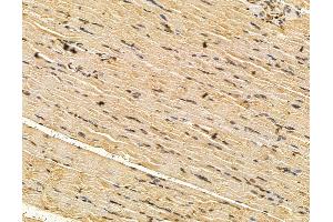 ABIN7096163 and ABIN7100225 at 1/100 staining rat muscle tissue by IHC-P. (AIDA Antikörper)