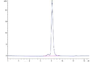 The purity of Mouse ITGAV&ITGB8 is greater than 95 % as determined by SEC-HPLC. (Integrin alpha V beta 8 (ITGAV & ITGB8) Heterodimer (AA 31-988) protein (His tag))