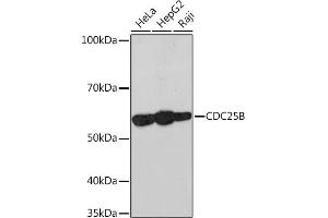 Western blot analysis of extracts of various cell lines, using CDC25B Rabbit mAb (ABIN7266250) at 1:1000 dilution. (CDC25B Antikörper)