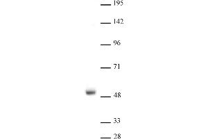 LXR-a antibody (pAb) tested by Western blot. (LXR-alpha (N-Term) Antikörper)