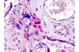 Human Placenta: Formalin-Fixed, Paraffin-Embedded (FFPE) (GATA3 Antikörper  (N-Term))