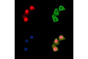 ABIN7095507 and ABIN7099564 staining Hela cells by IF/ICC. (CAND1 Antikörper)