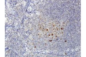 Image no. 1 for anti-ADAM-Like, Decysin 1 (ADAMDEC1) (AA 361-471) antibody (ABIN466199) (ADAMDEC1 Antikörper  (AA 361-471))