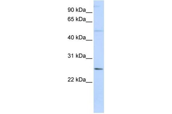 FTHL17 antibody  (N-Term)