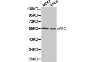 Western Blotting (WB) image for anti-ERG, ETS transcription factor (ERG) antibody (ABIN1872583) (ERG Antikörper)