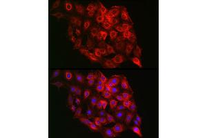 Immunofluorescence analysis of C6 cells using PSMD8 Rabbit pAb (ABIN6129443, ABIN6146347, ABIN6146348 and ABIN6222706) at dilution of 1:100 (40x lens). (PSMD8 Antikörper  (AA 101-350))