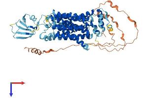SLC22A16 Protein (AA 1-649) (His tag)