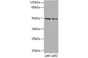Western blot All lanes: HTR3Bantibody at 3. (Serotonin Receptor 3B Antikörper  (AA 22-238))