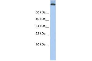 WB Suggested Anti-COPA Antibody Titration: 0. (COPA Antikörper  (Middle Region))