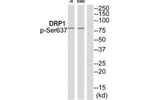 Western Blotting (WB) image for anti-Dynamin 1-Like (DNM1L) (pSer637) antibody (ABIN1847883) (Dynamin 1-Like Antikörper  (pSer637))