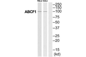 Western Blotting (WB) image for anti-ATP-Binding Cassette, Sub-Family F (GCN20), Member 1 (ABCF1) (C-Term) antibody (ABIN1850850) (ABCF1 Antikörper  (C-Term))