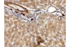 Immunohistochemistry of ARHGAP39 in rat liver tissue with ARHGAP39 antibody at 5 ug/mL. (PAS1C1 Antikörper  (Middle Region))