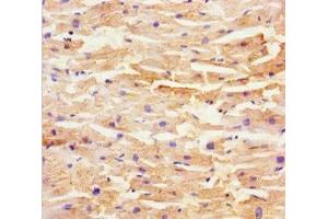 Immunohistochemistry of paraffin-embedded human heart tissue using ABIN7169437 at dilution of 1:100 (SHD Antikörper  (AA 1-300))