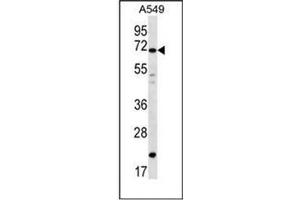 Western blot analysis of DAZ4 Antibody  in A549 cell line lysates (35ug/lane).