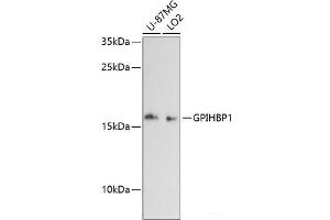 Western blot analysis of extracts of various cell lines using GPIHBP1 Polyclonal Antibody at dilution of 1:3000. (GPIHBP1 Antikörper)