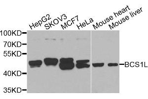 BCS1L Antikörper  (AA 33-240)