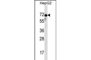 ZP1 Antibody (C-term) (ABIN657123 and ABIN2837898) western blot analysis in HepG2 cell line lysates (35 μg/lane).