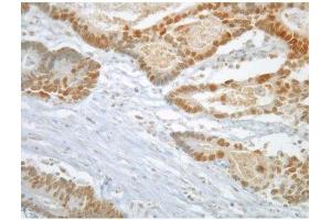 Image no. 2 for anti-MAD2 Mitotic Arrest Deficient-Like 1 (Yeast) (MAD2L1) antibody (ABIN108556) (MAD2L1 Antikörper)