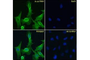 ABIN570798 Immunofluorescence analysis of paraformaldehyde fixed U251 cells, permeabilized with 0. (Fibrillin 1 Antikörper  (Internal Region))