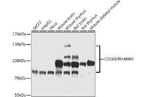 Western blot analysis of extracts of various cell lines, using CD168/RHAMM antibody (ABIN6131277, ABIN6138122, ABIN6138123 and ABIN6217264) at 1:1000 dilution. (HMMR Antikörper)