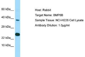 Host: Rabbit Target Name: BMP8B Sample Type: NCI-H226 Whole Cell lysates Antibody Dilution: 1.