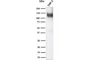Western Blot Analysis of human THP-1 cell lysate using CD31 Rabbit Polyclonal Antibody (CD31 Antikörper)