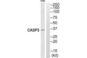 Western blot analysis of extracts from COS 7 cells, using Caspase 3 (Cleaved-Ser29) antibody. (Caspase 3 Antikörper  (Cleaved-Ser29, N-Term))