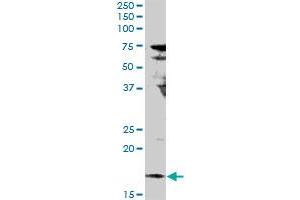 IL17F MaxPab rabbit polyclonal antibody. (IL17F Antikörper  (AA 1-163))