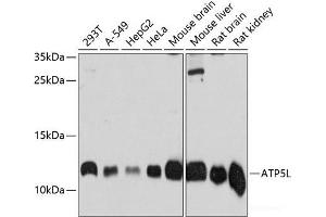 ATP5L Antikörper