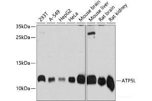 Western blot analysis of extracts of various cell lines using ATP5L Polyclonal Antibody at dilution of 1:3000. (ATP5L Antikörper)
