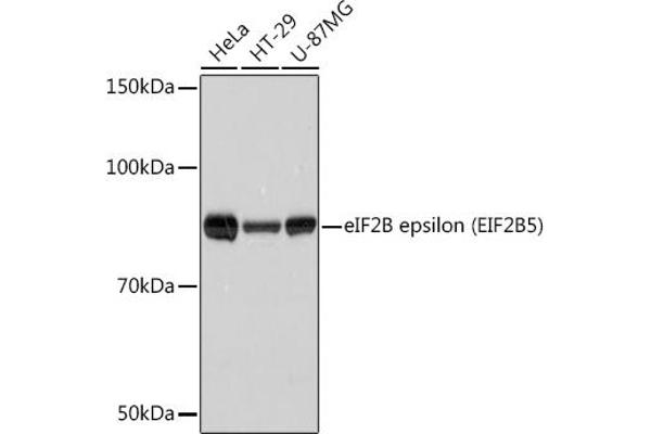 EIF2B5 Antikörper