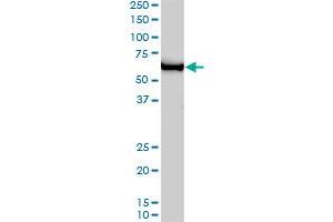 GTF2H1 monoclonal antibody (M01), clone 1F12-1B5. (GTF2H1 Antikörper  (AA 1-548))