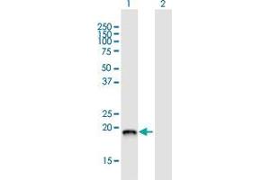 Western Blot analysis of DCTPP1 expression in transfected 293T cell line by DCTPP1 MaxPab polyclonal antibody.
