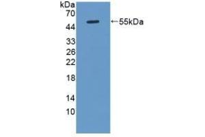 Detection of Recombinant KLK8, Rat using Polyclonal Antibody to Kallikrein 8 (KLK8) (Kallikrein 8 Antikörper  (AA 34-260))