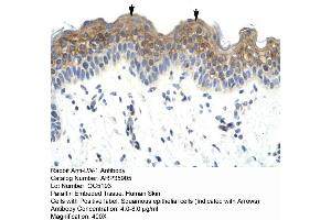 Human Skin (HSFX1 Antikörper  (Middle Region))