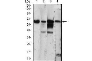 Western blot analysis using EIF2AK2 mouse mAb against A431 (1), THP-1 (2), MCF-7 (3), PC-12 (4) cell lysate. (EIF2AK2 Antikörper  (AA 329-551))