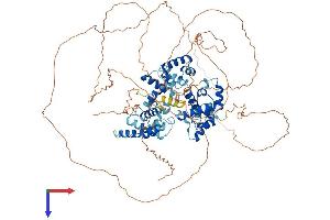 TTF1 Protein (AA 1-905) (His tag)