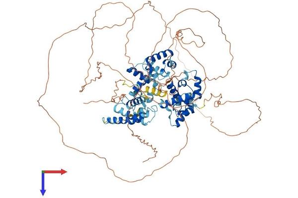 TTF1 Protein (AA 1-905) (His tag)