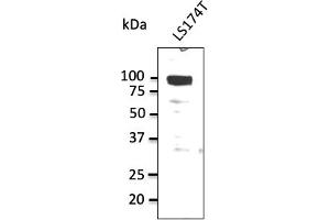 Western Blotting (WB) image for anti-Sodium Potassium ATPase, alpha1 (ATP1A1) (N-Term) antibody (ABIN7272975) (ATP1A1 Antikörper  (N-Term))