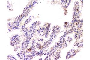 Flow Cytometry (FACS) image for anti-Amyloid beta (A4) Precursor Protein (APP) (C-Term) antibody (ABIN3029934)