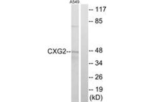 Western blot analysis of extracts from A549 cells, using CXG2 Antibody. (GJC2 Antikörper  (AA 21-70))