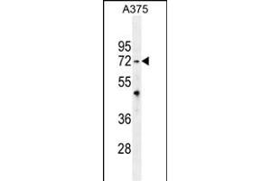 TRIM56 Antibody (C-term) (ABIN655758 and ABIN2845201) western blot analysis in  cell line lysates (35 μg/lane). (TRIM56 Antikörper  (C-Term))