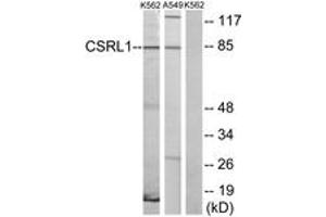 Western blot analysis of extracts from K562 cells/A549 cells, using CSRL1 Antibody. (CSRL1 (AA 400-449) Antikörper)