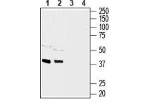 Western blot analysis of rat brain (lanes 1 and 3), (1:1000) and mouse brain (lanes 2 and 4), (1:200) membranes: - 1,2. (Connexin 43/GJA1 Antikörper  (C-Term, Intracellular))