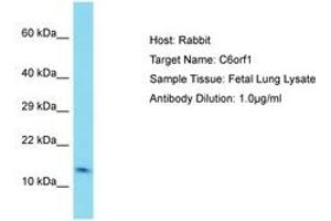 Image no. 1 for anti-Chromosome 6 Open Reading Frame 1 (C6ORF1) (AA 33-82) antibody (ABIN6750775) (C6ORF1 Antikörper  (AA 33-82))