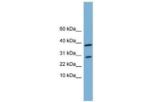 VNN3 antibody used at 1 ug/ml to detect target protein.